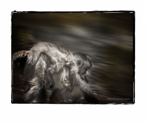 Fotografia de Martin Fotographer - Galeria Fotografica: Se parece a alguien que conozco - Foto: 