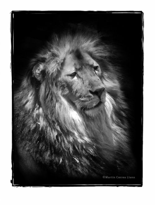 Fotografia de Martin Fotographer - Galeria Fotografica: Se parece a alguien que conozco - Foto: 