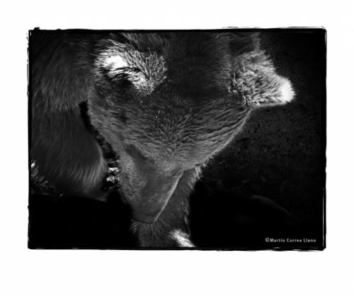 Fotografia de Martin Fotographer - Galeria Fotografica: Se parece a alguien que conozco - Foto: 