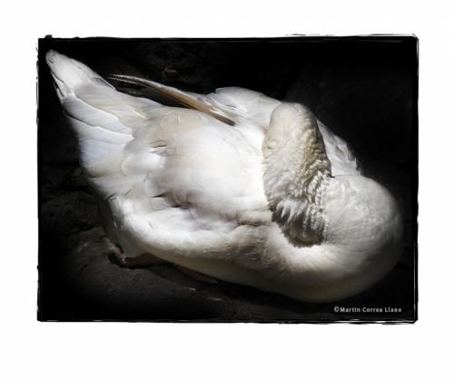 Fotografia de Martin Fotographer - Galeria Fotografica: Se parece a alguien que conozco - Foto: 