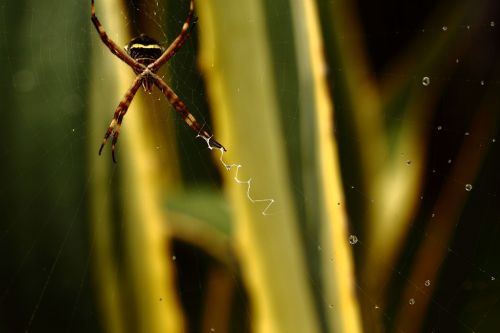 Fotografia de jackieOo - Galeria Fotografica: Araa ExoTik - Foto: 