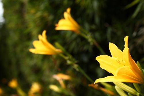 Fotografia de jackieOo - Galeria Fotografica: FloWerS - Foto: 