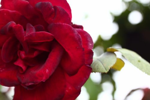 Fotografia de jackieOo - Galeria Fotografica: FloWerS - Foto: 