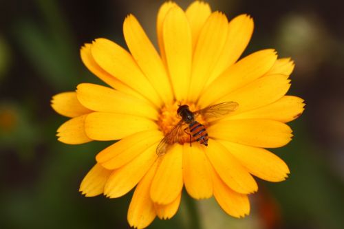 Fotografia de jackieOo - Galeria Fotografica: FloWerS - Foto: 