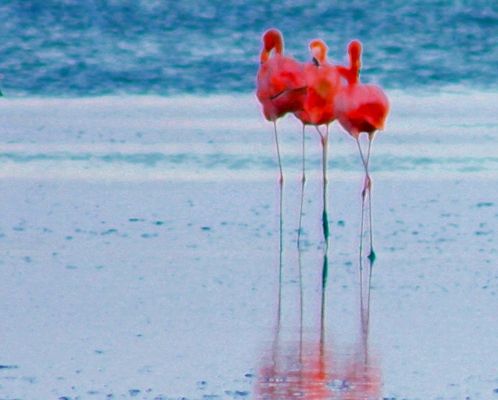 Fotografia de Maxalv63 - Galeria Fotografica: Primera Muestra - Foto: Trio