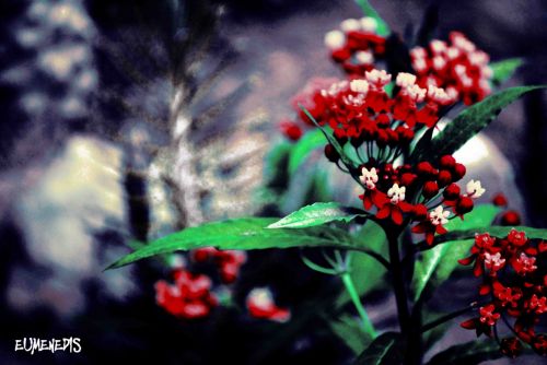 Fotografia de eumenedis - Galeria Fotografica: EUMENEDIS - Foto: 