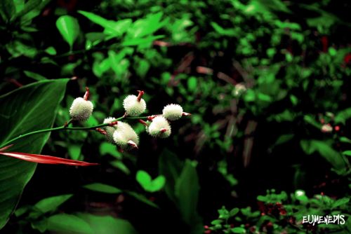 Fotografia de eumenedis - Galeria Fotografica: EUMENEDIS - Foto: 