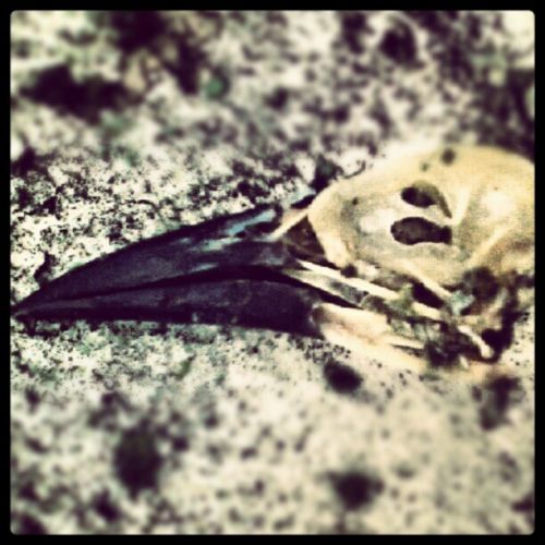 Fotografia de guillermo lopez - Galeria Fotografica: un poco de todo  - Foto: cuervo 