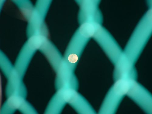 Fotografia de guillermo lopez - Galeria Fotografica: un poco de todo  - Foto: luna