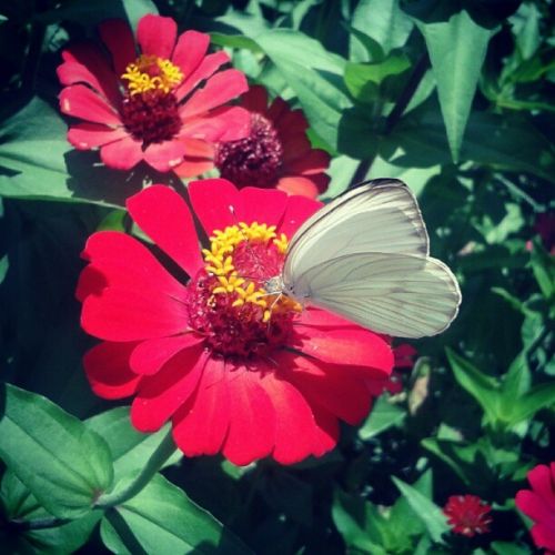 Fotografia de guillermo lopez - Galeria Fotografica: un poco de todo  - Foto: mariposa 