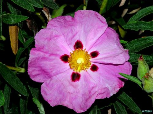 Fotografia de tomaneg - Galeria Fotografica: naturaleza - Foto: peque�a flor