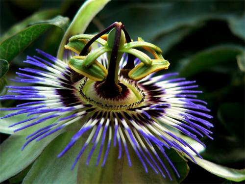 Fotografia de tomaneg - Galeria Fotografica: naturaleza - Foto: pasionaria