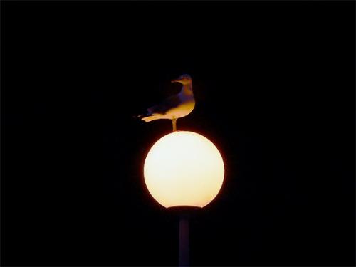 Fotografia de tomaneg - Galeria Fotografica: naturaleza - Foto: gaviota en la luna?