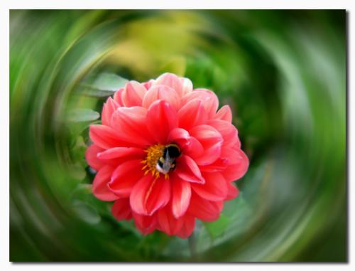 Fotografia de tomaneg - Galeria Fotografica: efectos - Foto: flor con abejorro