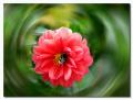 Foto de  tomaneg - Galería: efectos - Fotografía: flor con abejorro