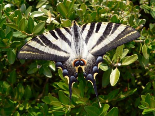 Fotografia de alg - Galeria Fotografica: Naturaleza 3 - Foto: MARIPOSA 5