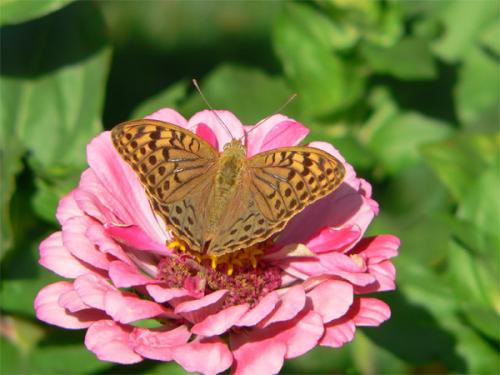 Fotografia de alg - Galeria Fotografica: Naturaleza 3 - Foto: MARIPOSA 6