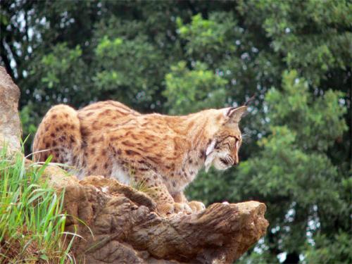 Fotografia de alg - Galeria Fotografica: Naturaleza 3 - Foto: LINCE 2