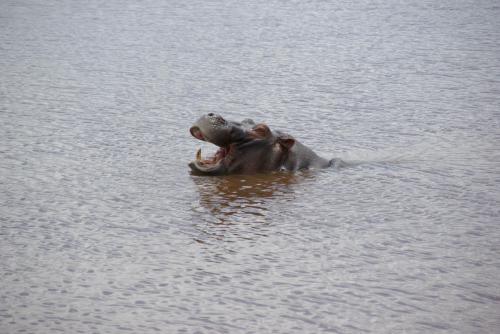 Fotografia de Jordi20 - Galeria Fotografica: Animales - Foto: Hipopotamo