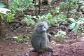 Fotos de Jordi20 -  Foto: Animales - Babuino mirando