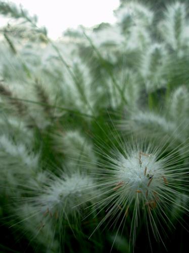 Fotografia de OscarCalderon - Galeria Fotografica: El monte - Foto: Flores