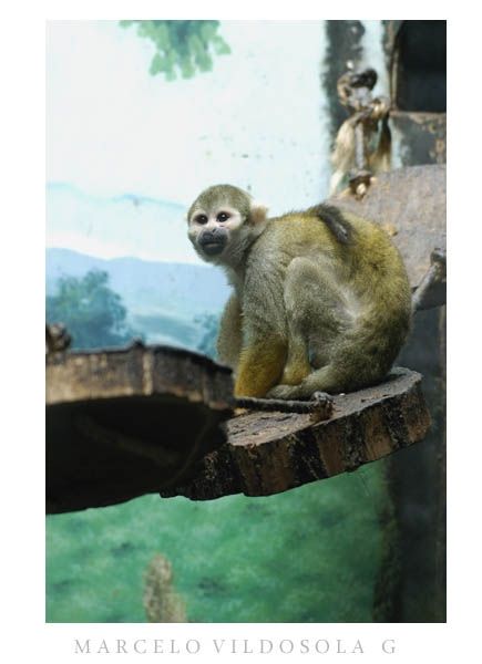 Fotografia de Vildsola Garrig Fotgrafia - Galeria Fotografica: Animales - Foto: 