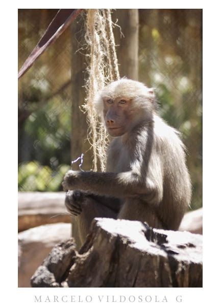 Fotografia de Vildsola Garrig Fotgrafia - Galeria Fotografica: Animales - Foto: 