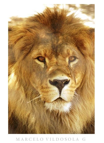 Fotografia de Vildsola Garrig Fotgrafia - Galeria Fotografica: Animales - Foto: 