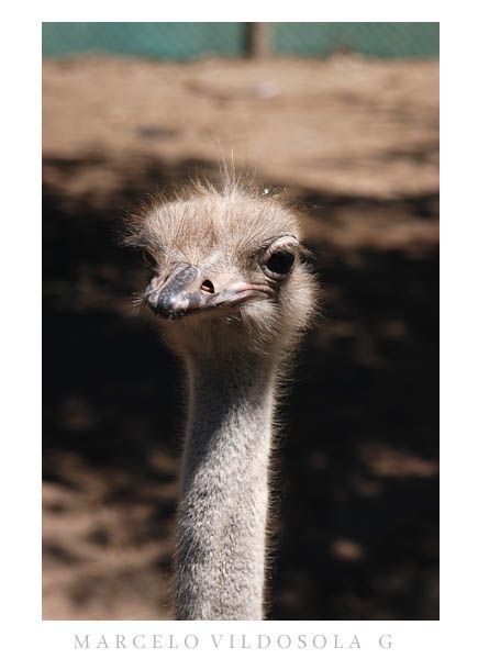 Fotografia de Vildsola Garrig Fotgrafia - Galeria Fotografica: Animales - Foto: 