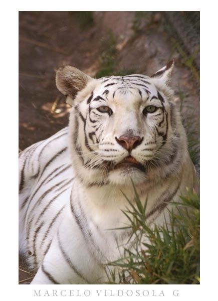 Fotografia de Vildsola Garrig Fotgrafia - Galeria Fotografica: Animales - Foto: 