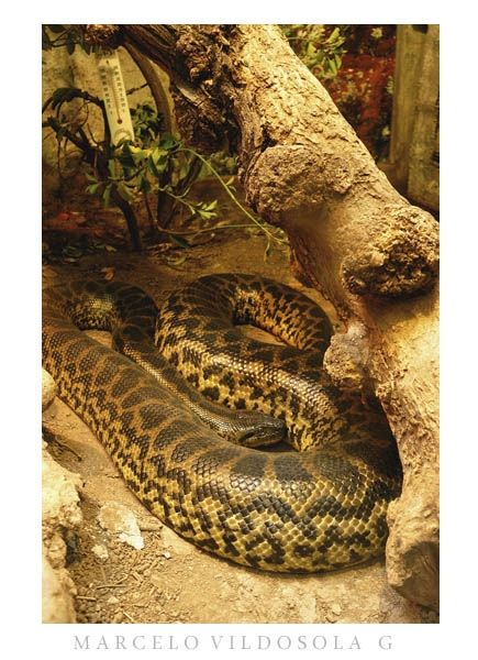 Fotografia de Vildsola Garrig Fotgrafia - Galeria Fotografica: Animales - Foto: 