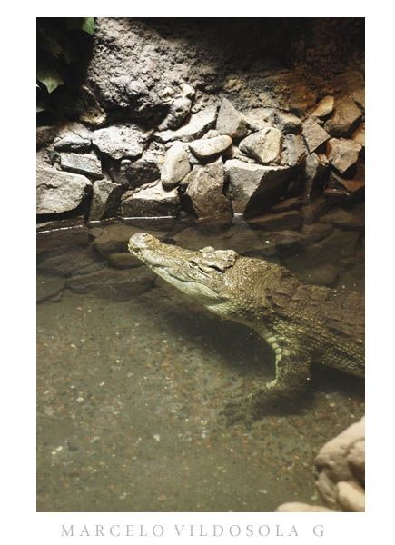 Fotografia de Vildsola Garrig Fotgrafia - Galeria Fotografica: Animales - Foto: 