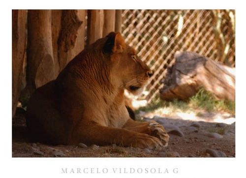 Fotografia de Vildsola Garrig Fotgrafia - Galeria Fotografica: Animales - Foto: 