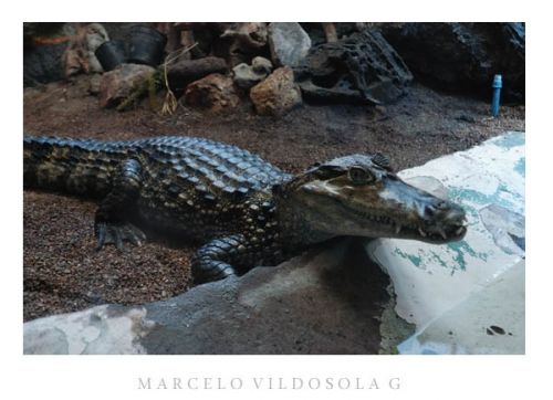 Fotografia de Vildsola Garrig Fotgrafia - Galeria Fotografica: Animales - Foto: 