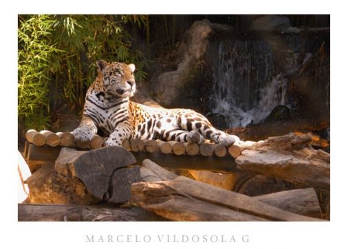 Fotografia de Vildsola Garrig Fotgrafia - Galeria Fotografica: Animales - Foto: 