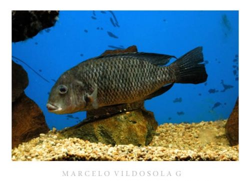 Fotografia de Vildsola Garrig Fotgrafia - Galeria Fotografica: Animales - Foto: 