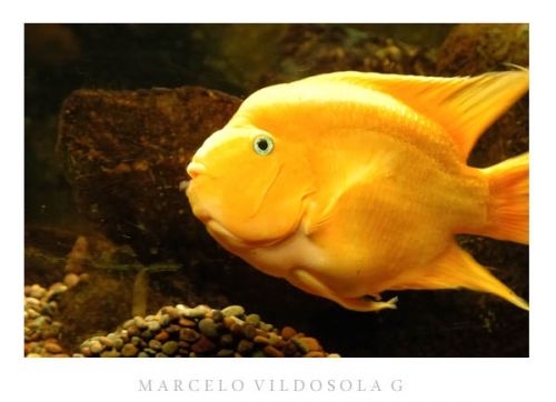 Fotografia de Vildsola Garrig Fotgrafia - Galeria Fotografica: Animales - Foto: 