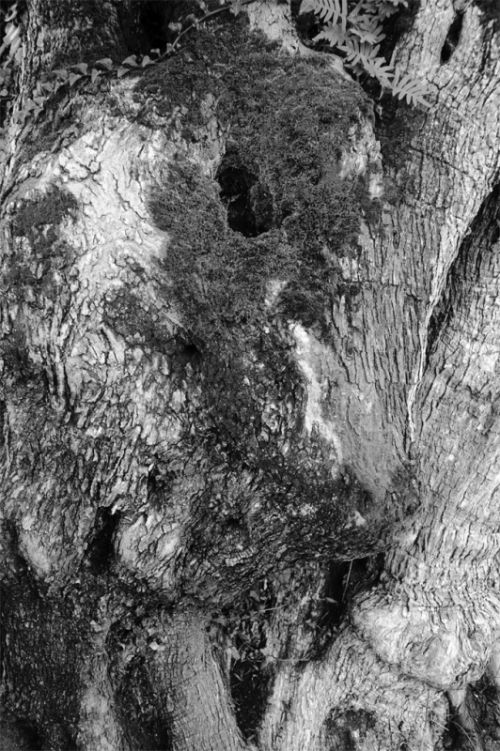 Fotografia de EAC - Galeria Fotografica: FORMAS NATURALES - Foto: 