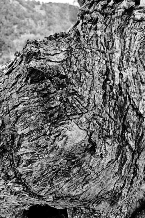 Fotografia de EAC - Galeria Fotografica: FORMAS NATURALES - Foto: 