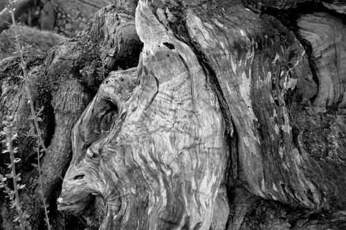 Fotografia de EAC - Galeria Fotografica: FORMAS NATURALES - Foto: 