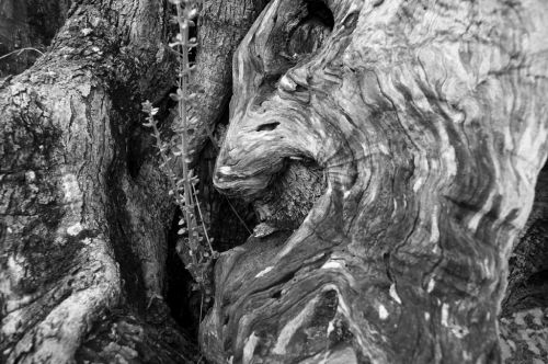 Fotografia de EAC - Galeria Fotografica: FORMAS NATURALES - Foto: 