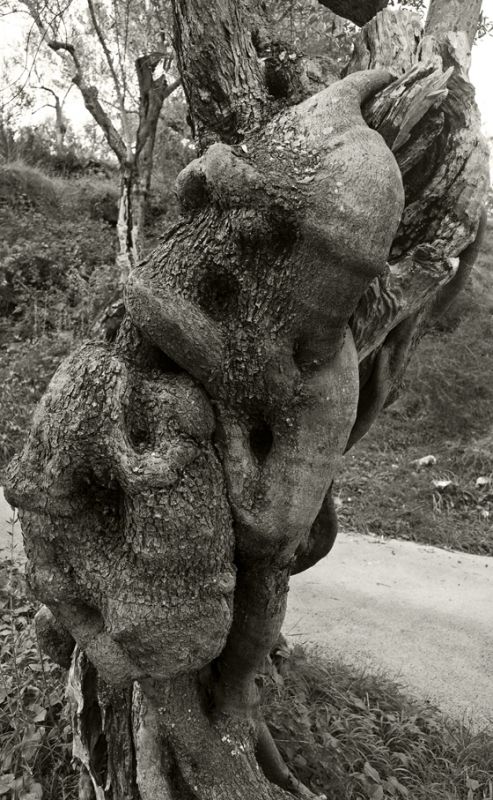 Fotografia de EAC - Galeria Fotografica: FORMAS NATURALES - Foto: 