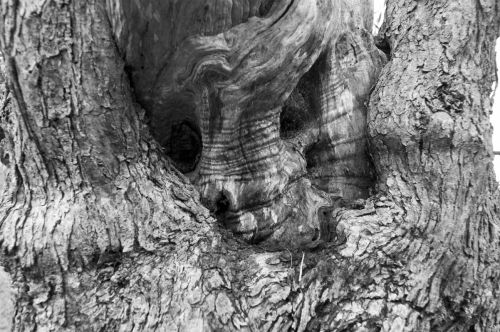 Fotografia de EAC - Galeria Fotografica: FORMAS NATURALES - Foto: 