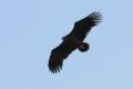Fotos de Diego Sarmiento -  Foto: Aves de Espaa - Buitre Negro 