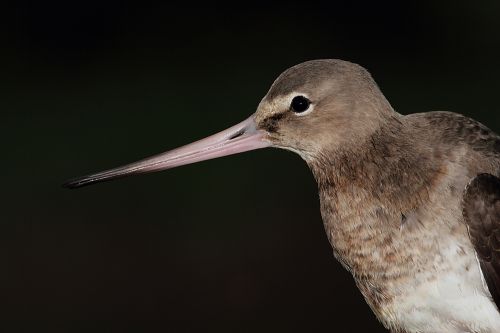 Fotografia de Diego Sarmiento - Galeria Fotografica: Aves de Espaa - Foto: Aguja Colinegra 