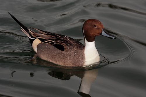 Fotografia de Diego Sarmiento - Galeria Fotografica: Aves de Espaa - Foto: Anade Rabudo