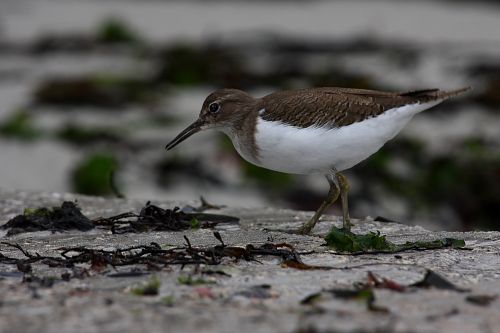 Fotografia de Diego Sarmiento - Galeria Fotografica: Aves de Espaa - Foto: Andarrios Chico