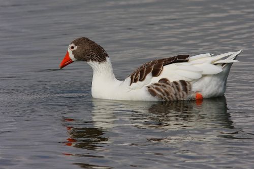 Fotografia de Diego Sarmiento - Galeria Fotografica: Aves de Espaa - Foto: Ansar Comun