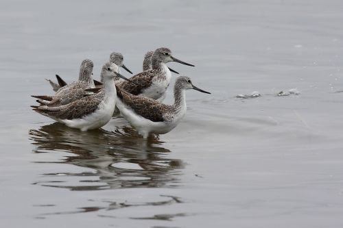 Fotografia de Diego Sarmiento - Galeria Fotografica: Aves de Espaa - Foto: Archibebe claro