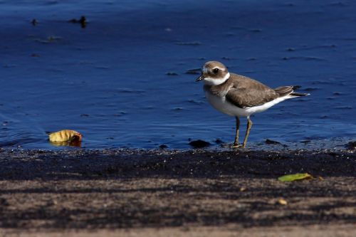Fotografia de Diego Sarmiento - Galeria Fotografica: Aves de Espaa - Foto: Chorlitejo Grande